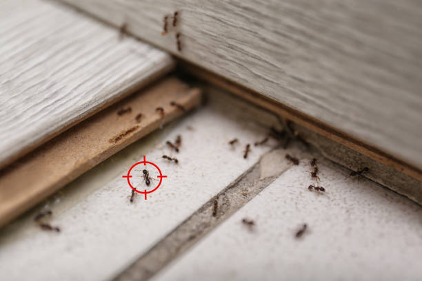Best Ant Control Services  in Fulton, NY